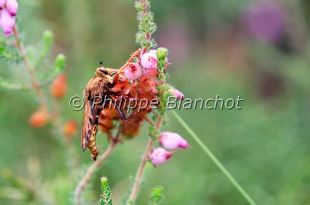 laphria crabroniformis.JPG - Laphria crabroniformisAsile frelonHornet robber flyDiptera, Asilidae, LaphriinaePyrénées, France